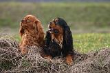 CAVALIER KING CHARLES 772
